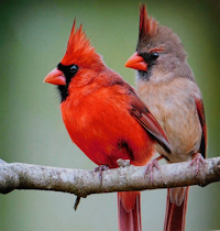 Northern Cardinal Pair